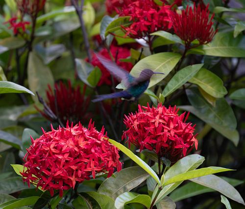Kolibri fliegt über rote Blumen
