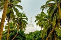 Vue à travers les palmiers sur un stupa au Sri Lanka par Jille Zuidema Aperçu