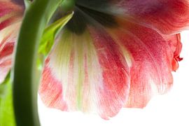 Tulipe sur Henk Leijen