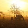 Leuchtend gelber Sonnenaufgang mit Pferden und Morgentau Fotografie von Martijn Schrijver