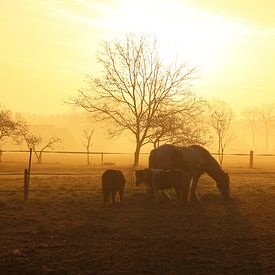 Golden Morning Bliss: Bright Yellow Sunrise with Horses and Morning Dew Photograph by Martijn Schrijver