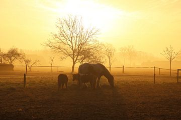 Photographie d'un lever de soleil jaune vif avec des chevaux et la rosée du matin sur Martijn Schrijver