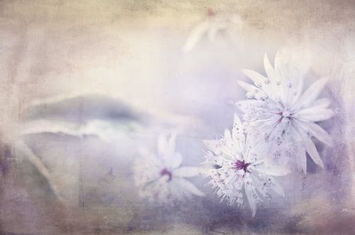 Starthistle en pastel