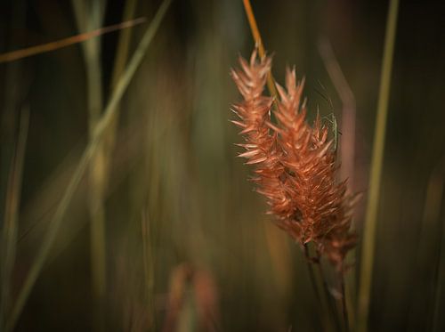Reed plant with beetle