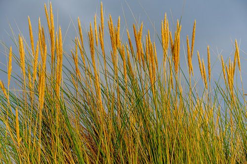 Helmgras in de avondzon