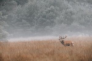 Edelhert burlt in de mist tijdens de bronst op de Veluwe. van Patrick van Os