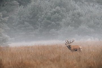 Rothirsche rülpsen während der Brunftzeit in der Veluwe im Nebel. von Patrick van Os