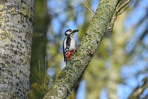 Specht / Woodpecker van Henk de Boer
