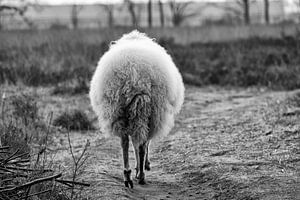 Wunderschönes wolliges Schoonebeker-Schaf von hinten gesehen