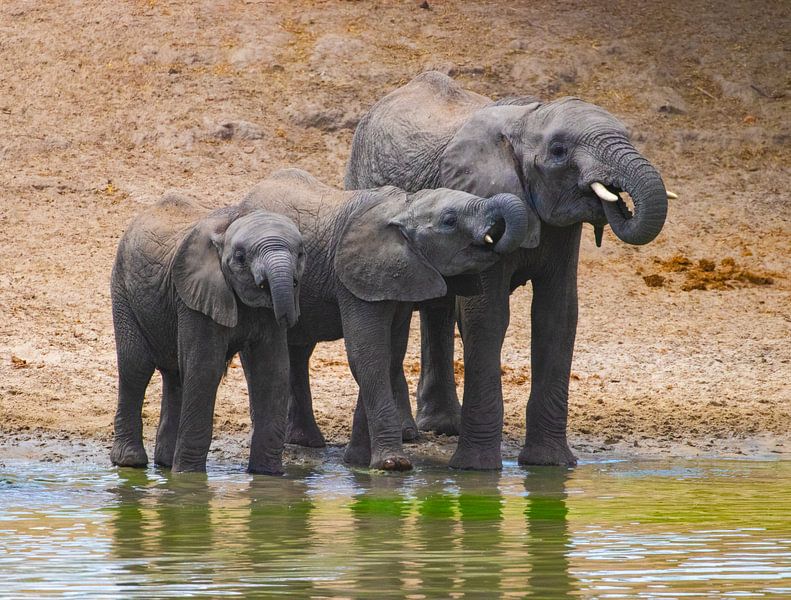 Olifanten drinken water Serengeti van Julie Brunsting