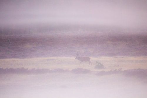 Mistige ochtend op de veluwe