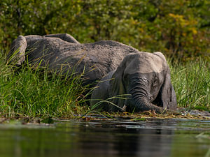 African Elephant Bathing and Cooling Off in River