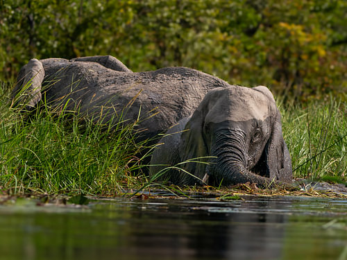 African Elephant Bathing and Cooling Off in River