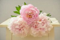 Vintage peonies