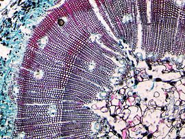 Holzstamm unter dem Mikroskop von Wijco van Zoelen