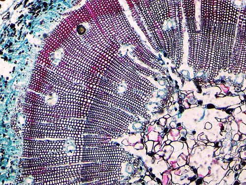 Holzstamm unter dem Mikroskop