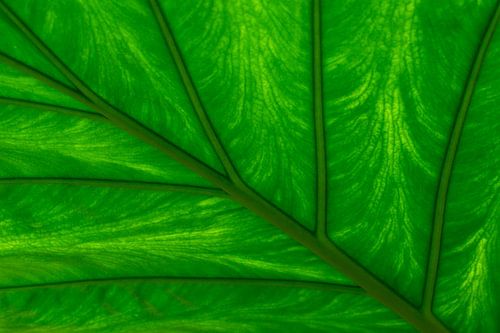 Feuille