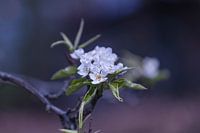 Apple Blossom