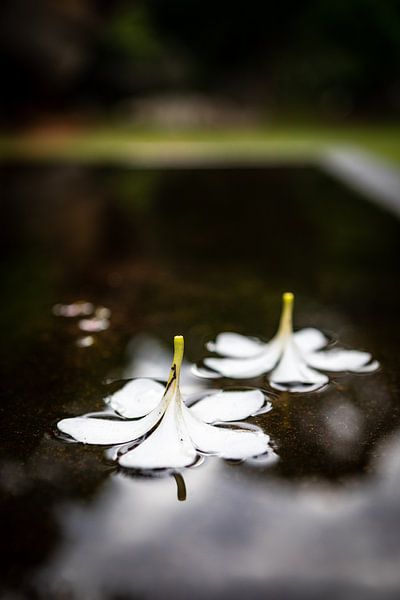 Jasmin von Sylvia Fransen