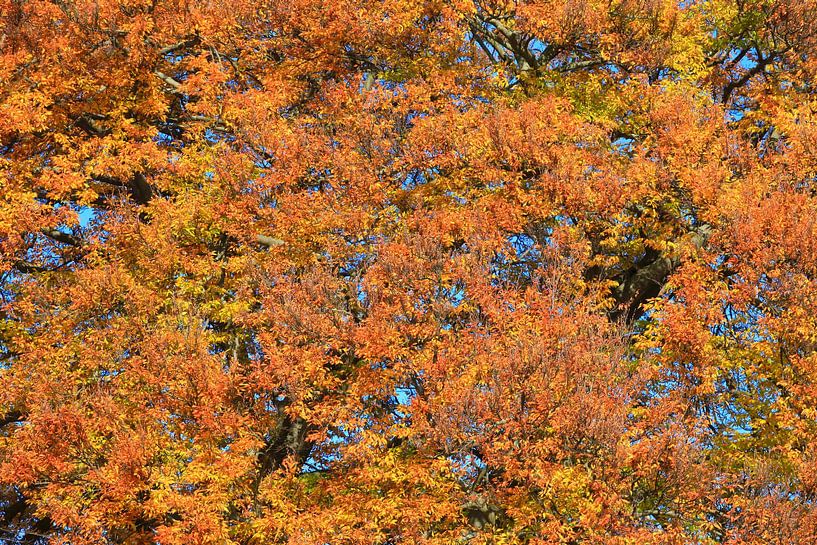 L'automne par Thomas Jäger
