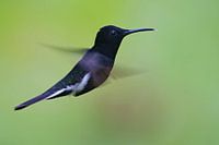 Rouwkolibri in vlucht, Brazilië 