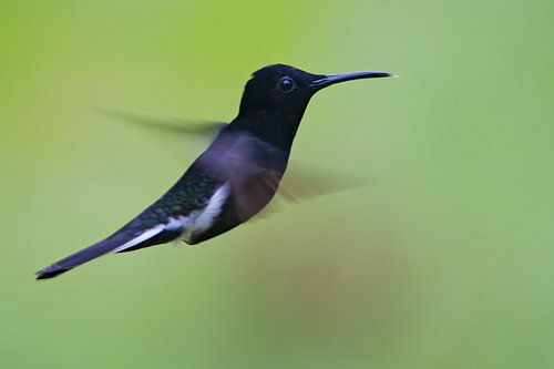 Rouwkolibri in vlucht, Brazilië 