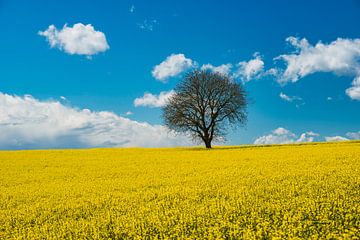 Frühling in Oberschwaben von Walter G. Allgöwer