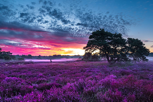 heath