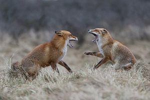 Rotfüchse ( Vulpes vulpes ) im Streit, zähnefletschend