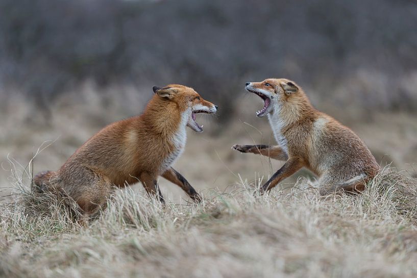 Rotfüchse ( Vulpes vulpes ) im Streit, zähnefletschend par wunderbare Erde