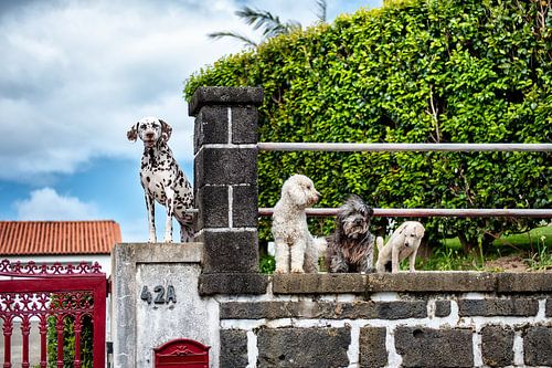 Nous allons monter la garde ici !