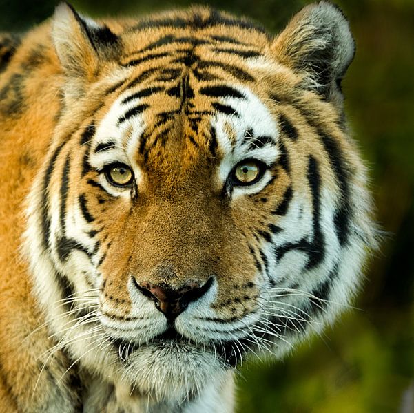 Sibirischer Tiger von Sandra Kuijpers