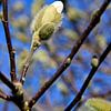 Witte magnolia tegen blauwe lucht van Gerard de Zwaan