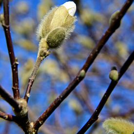 Weiße Magnolie vor blauem Himmel von Gerard de Zwaan