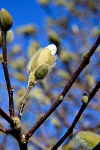 Weiße Magnolie vor blauem Himmel