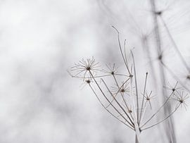 Hogweed by Miriam Roodhorst