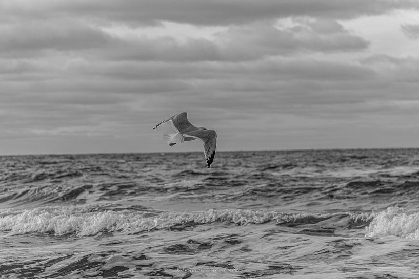 ''Seagull'' by Michelle Peich