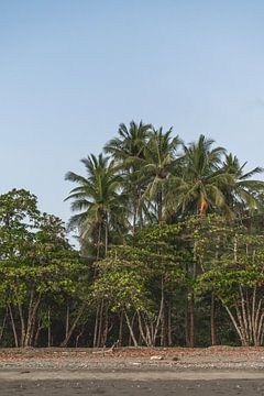 Oasis of calm - Tropical Palms on the Beach by Femke Ketelaar