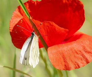coquelicot blanc veiné