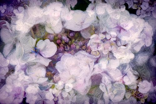 Hydrangea blooms luxuriantly again