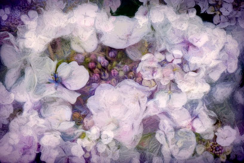Les hortensias refleurissent à nouveau par Francis Dost