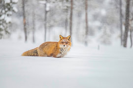Un renard dans la neige