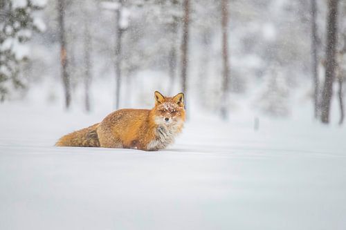 Fuchs im Schnee