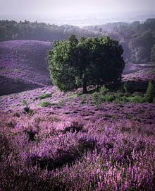 Baum auf der lila Posbank