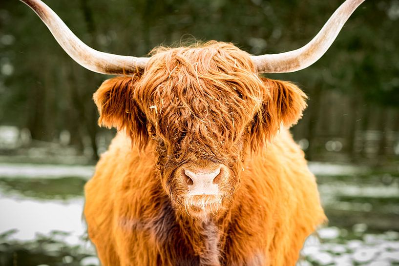 Schotse Hooglander in de sneeuw tijdens de winter in een bos van Sjoerd van der Wal Fotografie