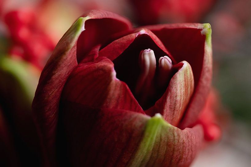 Peek-a-boo van Gerda Hoogerwerf