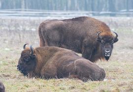 Bisons sur Merijn Loch