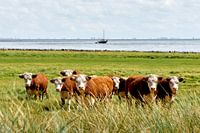 Koeien op Terschelling