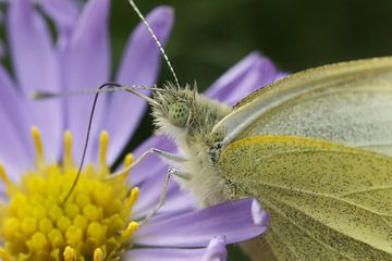 Klein Koolwitje op Paarse Aster van Gerda de Voogd