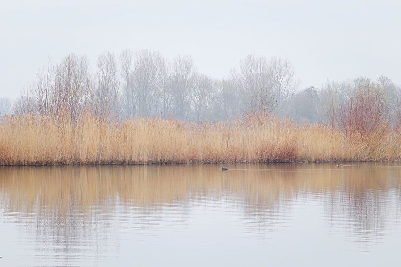 Silence by Mireille Breen
